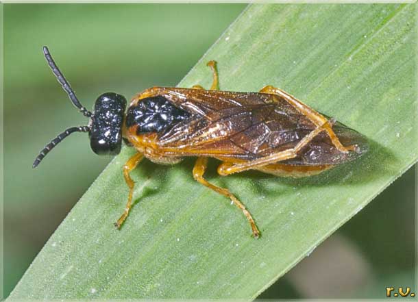  Selandria serva  Tenthredinidae 