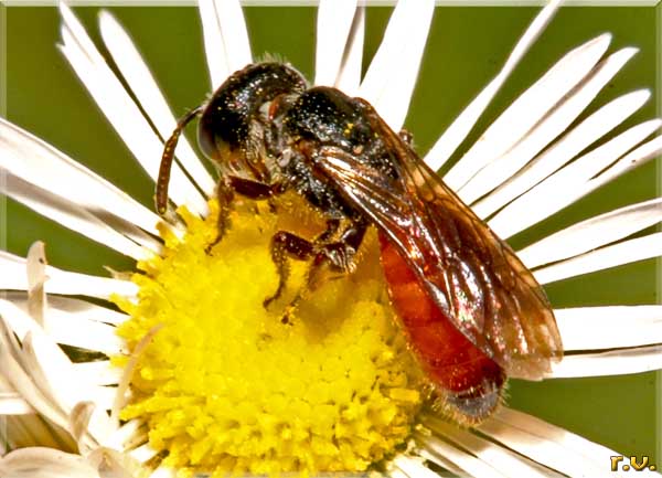  Sphecodes spinulosus  Halictidae 