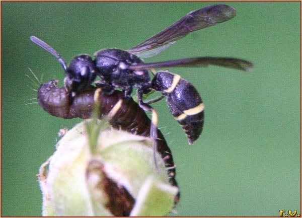  Symmorphus bifasciatus  Vespidae 