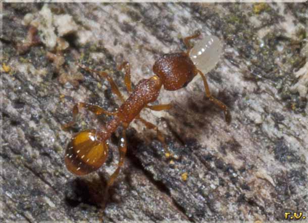  Temnothorax unifasciatus  Formicidae 