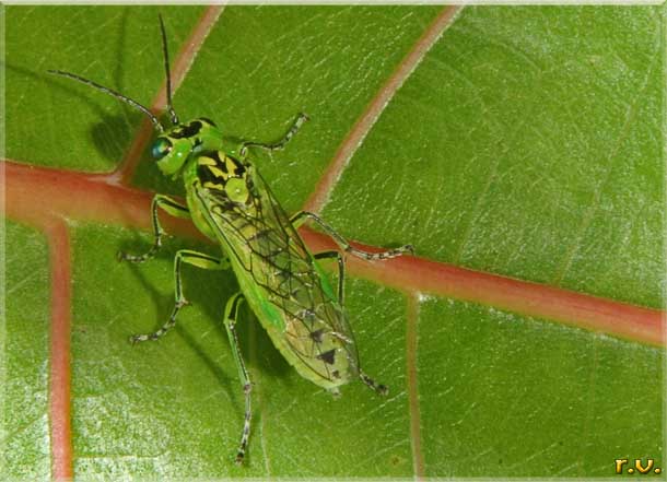 Tenthredo mesomelas  Tenthredinidae 