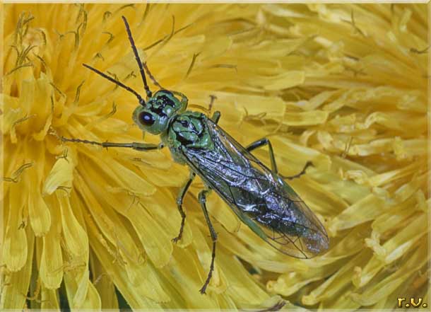  Tenthredo olivacea  Tenthredinidae 