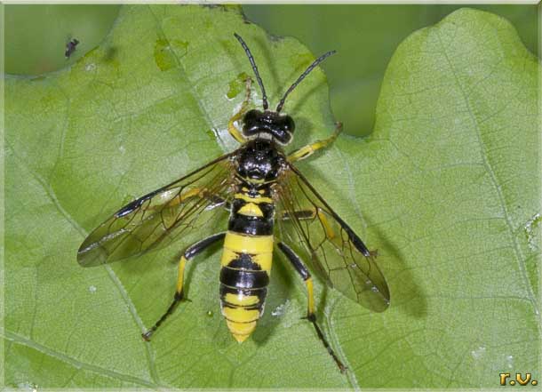  Tenthredo temula  Tenthredinidae 