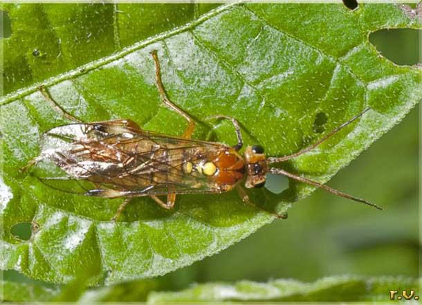  Tenthredopsis sordida  Tenthredinidae 