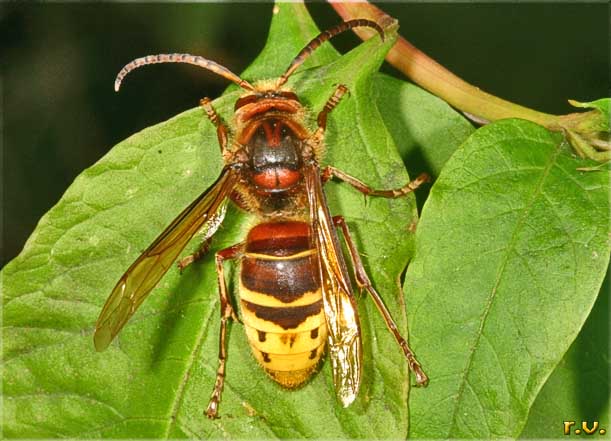 calabrone Vespa crabro  Vespidae 