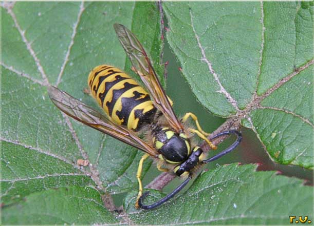  Vespa vulgaris  Vespidae 