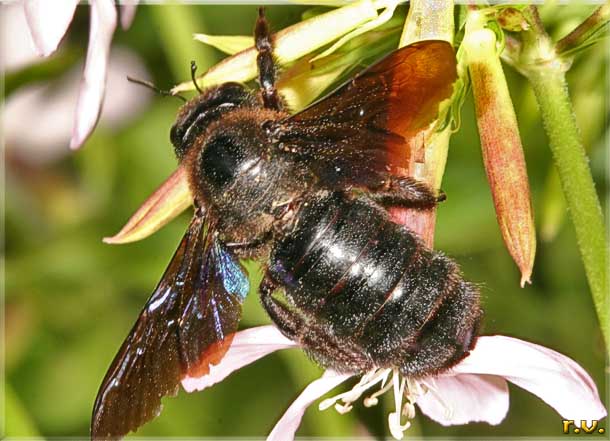 ape legnaiuola  Xylocopa violacea  Apidae 