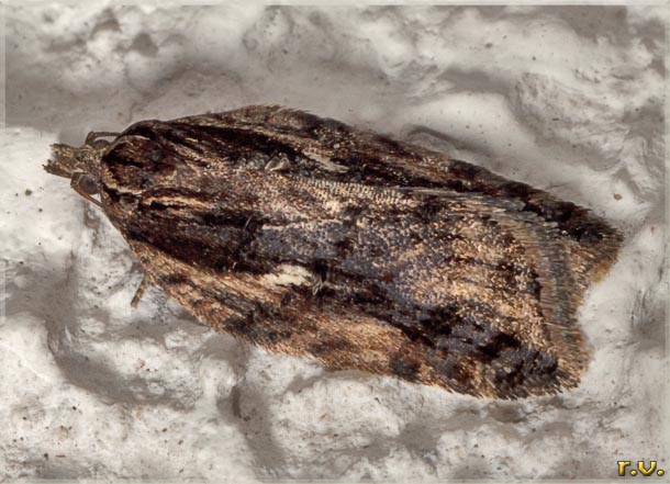 Acleris hastiana