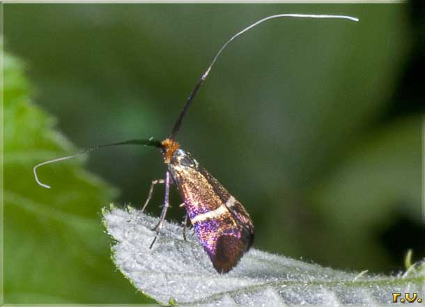  Adela australis  Adelidae 