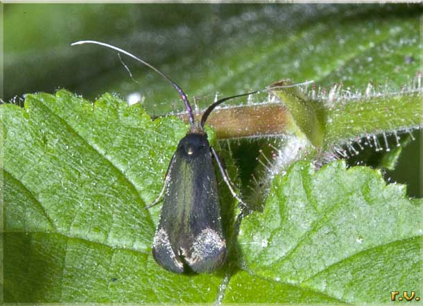  Adela reamurella  Adelidae 