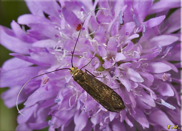  Adela violella  Adelidae 