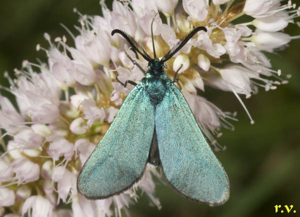  Adscita statices  Zygaenidae 