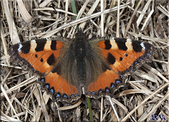 Vanessa dell'ortica Aglais urticae  Nymphalidae 