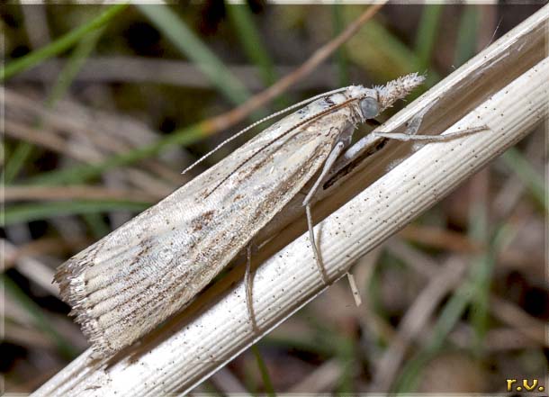  Agriphila inquinatella  Crambidae 