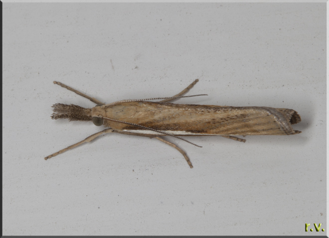  Agriphila tristella  Crambidae 