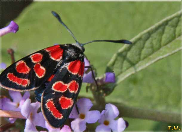  Agrumenia carniolica  Zygaenidae 