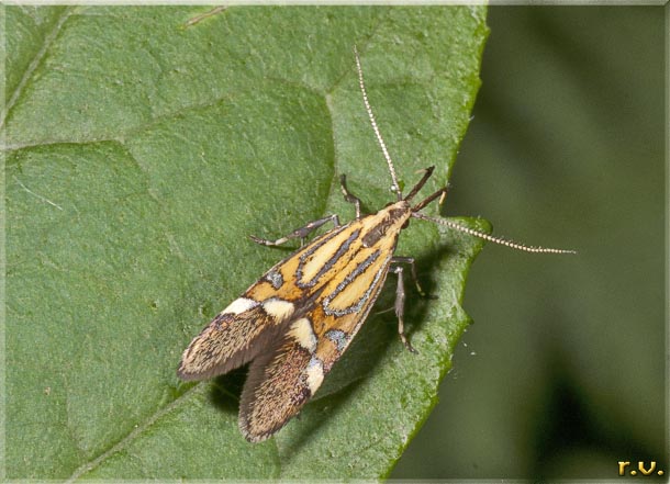  Alabonia geoffrella  Oecophoridae 