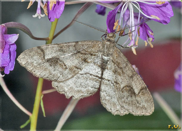  Alcis repandata  Geometridae 