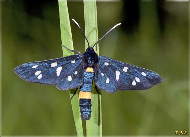  Amata kruegeri  Arctiidae 