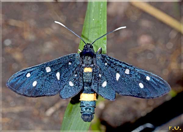 Spurchia Amata phegea  Arctiidae 