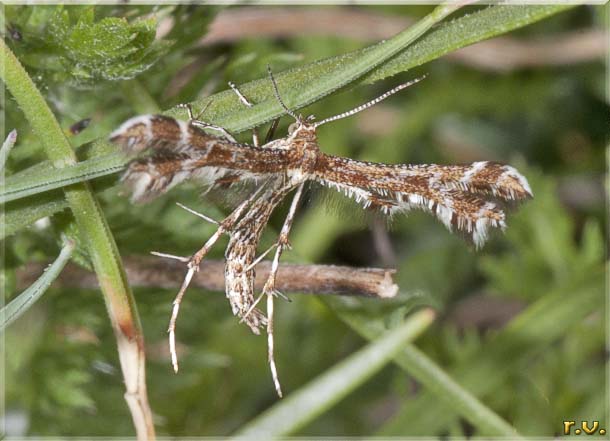  Amblyptilia acanthadactyla  Pterophoridae 