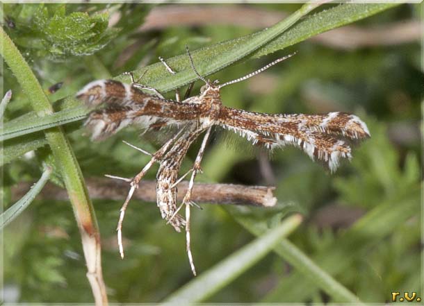 Amblyptilia acanthadactyla