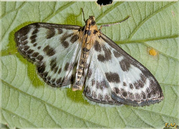  Anania hortulata  Crambidae 