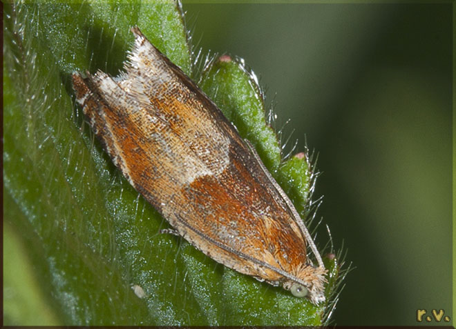  Ancylis mitterbacheriana  Tortricidae 