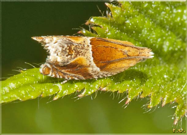 Ancylis obtusana  Tortricidae 