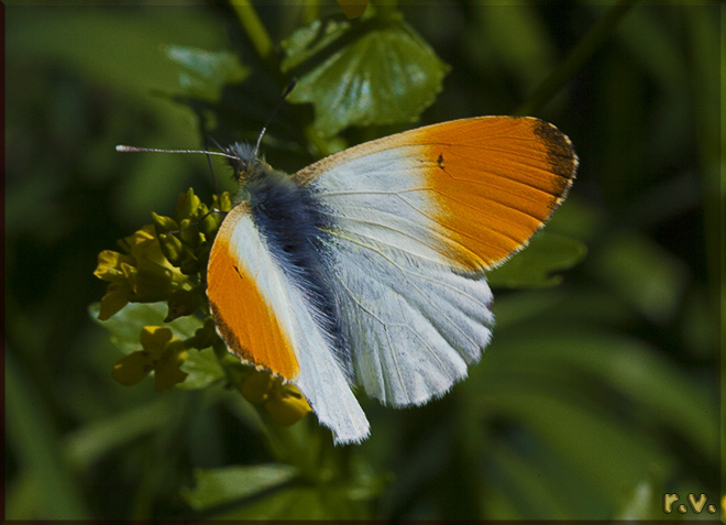 Aurora Anthocharis cardamines  Pieridae 