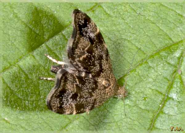  Anthophila fabriciana  Choreutidae 