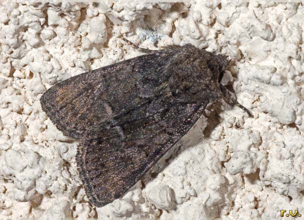  Aporophyla nigra  Noctuidae 