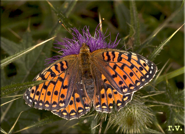 Aglaia Argynnis aglaja  Nymphalidae 