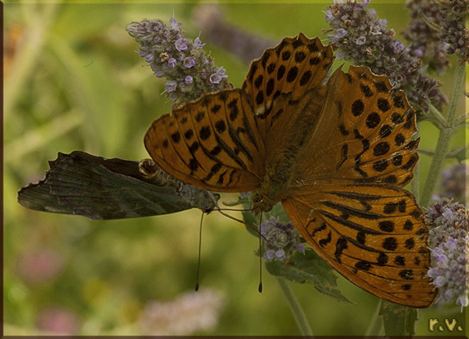 Tabacco di Spagna Argynnis paphia  Nymphalidae 