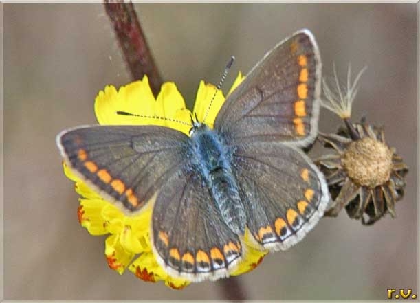 Aricia dei campi Aricia agestis  Lycaenidae 