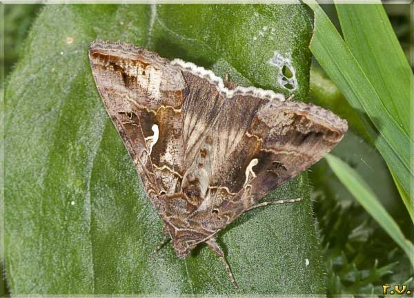  Autographa gamma  Noctuidae 