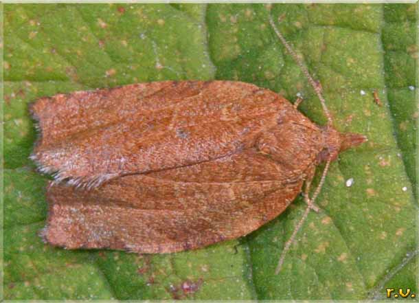  Cacoecimorpha pronubana  Tortricidae 