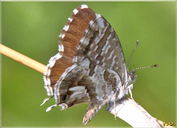 Licenide dei gerani Cacyreus marshalli  Lycaenidae 