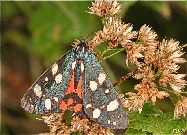 Callimorpha dominula  Arctiidae 