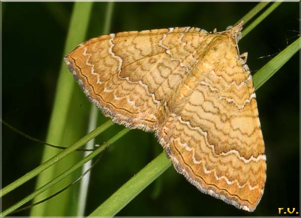  Camptogramma bilineata  Geometridae 