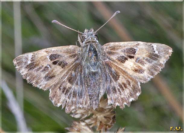 Falso pirgo dell'alcea Carcharodus alceae  Hesperiidae 