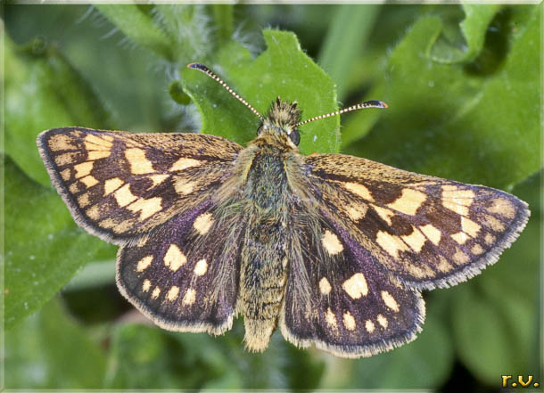 Palemone Carterocephalus palaemon  Hesperiidae 