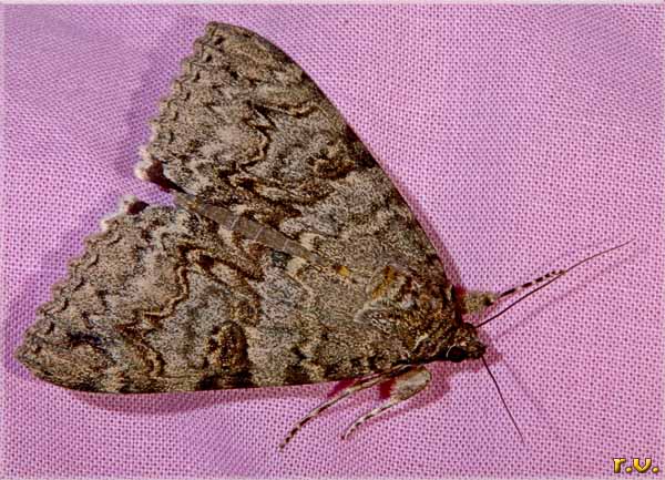  Catocala electa  Noctuidae 