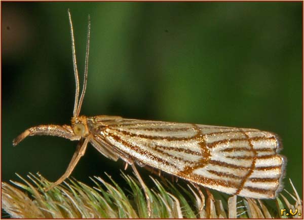  Chrysocrambus craterellus  Crambidae 
