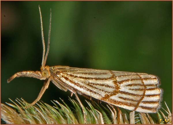 Chrysocrambus craterellus