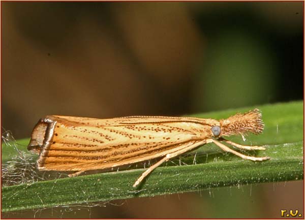  Chrysoteuchia culmella  Crambidae 