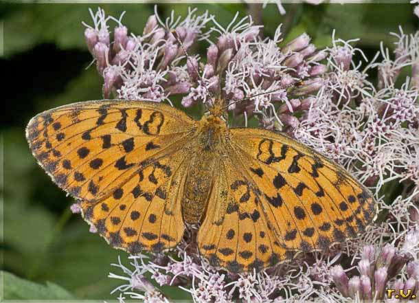  Clossiana euphrosyne  Nymphalidae 