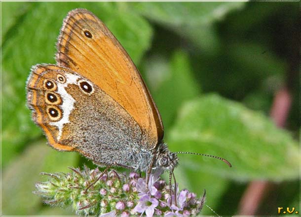 Coenonympha arcania