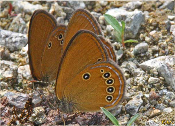 Ninfa dei fontanili Coenonympha oedippus  Satyridae 