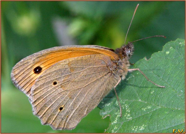 Coenonympha pamphilus